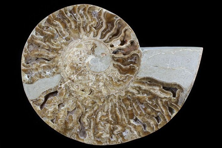 Choffaticeras (Daisy Flower) Ammonite Half - Madagascar #80916